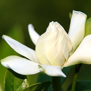 Zhejiang NHU Co., Ltd.